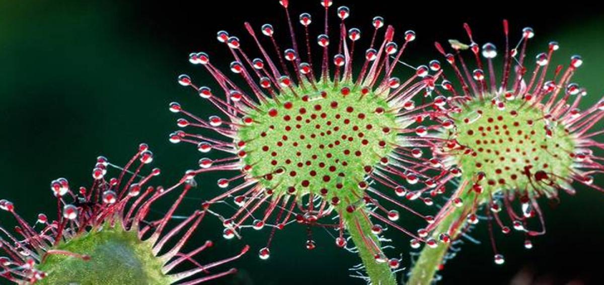 Some corporate bosses do behave like carnivorous plants